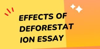 effects of deforestation essay