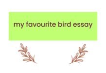 my favourite bird essay ( বাংলা অর্থ সহ – সহজ ভাষায় ) কয়েক পড়াতেই মুখস্ত হবে my favourite bird essay