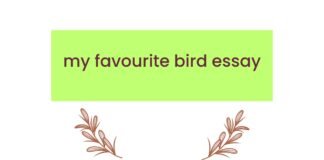 my favourite bird essay