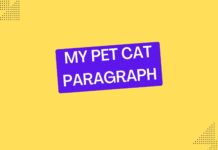 my pet cat paragraph