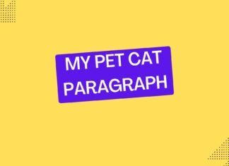 my pet cat paragraph