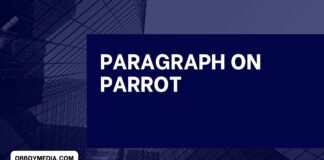 paragraph on parrot