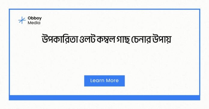 উপকারিতা ওলট কম্বল গাছ চেনার উপায় উপকারিতা ওলট কম্বল গাছ চেনার উপায়