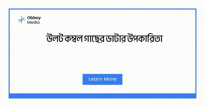 উলট কম্বল গাছের ডাটার উপকারিতা উলট কম্বল গাছের ডাটার উপকারিতা