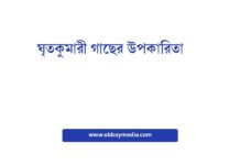 ঘৃতকুমারী গাছের উপকারিতা: এক পাতায় সুস্বাদু স্বাস্থ্য রহস্য ঘৃতকুমারী গাছের উপকারিতা