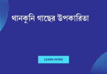 থানকুনি গাছের উপকারিতা: একটি স্বপ্নের চিকিৎসা বৃক্ষ থানকুনি গাছের উপকারিতা