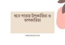 ধনে পাতার উপকারিতা ও অপকারিতা: এক নজরে সম্পূর্ণ গাইড ধনে পাতার উপকারিতা ও অপকারিতা