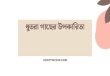 ধুতরা গাছের উপকারিতা: স্বাস্থ্য, পরিবেশ ও চর্বি কমানোর গোপন চাবিকাঠি ধুতরা গাছের উপকারিতা
