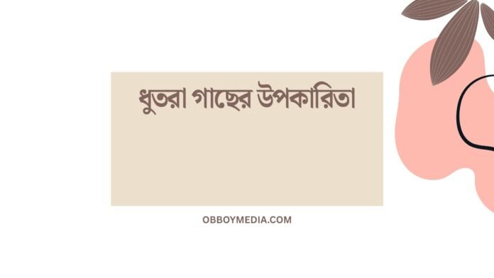 ধুতরা গাছের উপকারিতা ধুতরা গাছের উপকারিতা