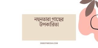 নয়নতারা গাছের উপকারিতা